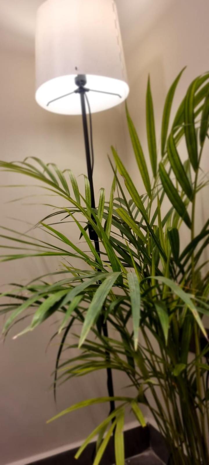Luxury Apartment El Mohandessen カイロ エクステリア 写真